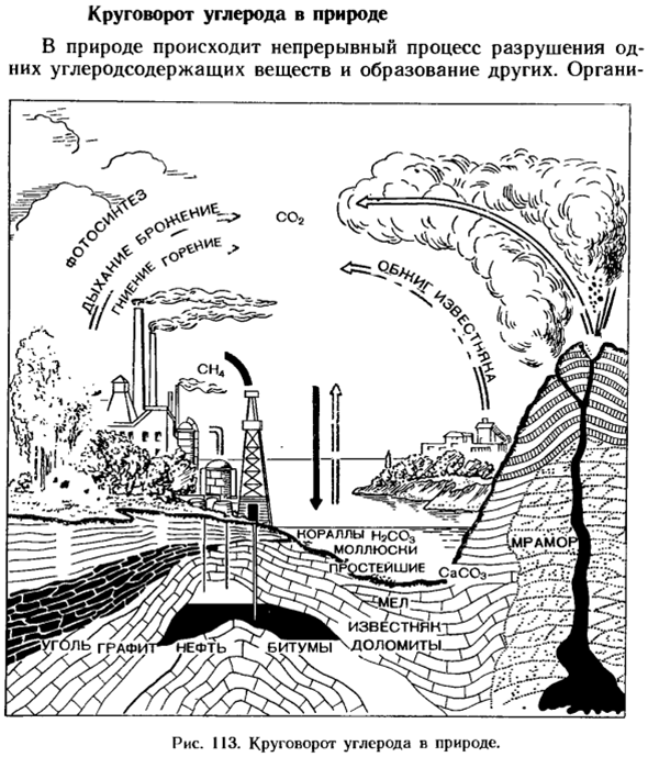 Круговорот углерода в природе