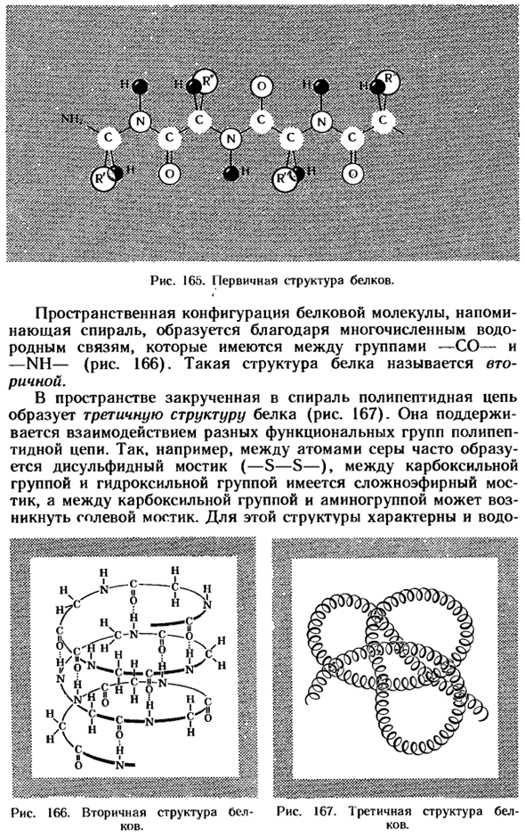 Белки