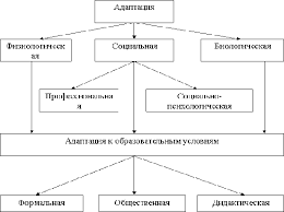 Психологическое сопровождение адаптации студентов к обучению в вузе - Процесс адаптации