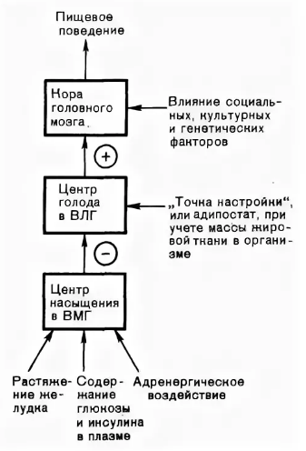 Взаимосвязь уровня депрессии с нарушениями пищевого поведения - Концепция пищевого поведения и основные типы расстройств пищевого поведения