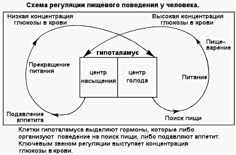 Взаимосвязь волевой саморегуляции и пищевого поведения человека - Особенности вегетативного баланса нервной системы