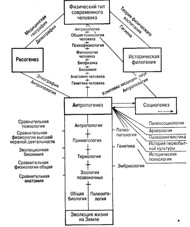 Возрастная психофизиология - Анатомо-физиологические особенности подростков в возрасте 13-15 лет