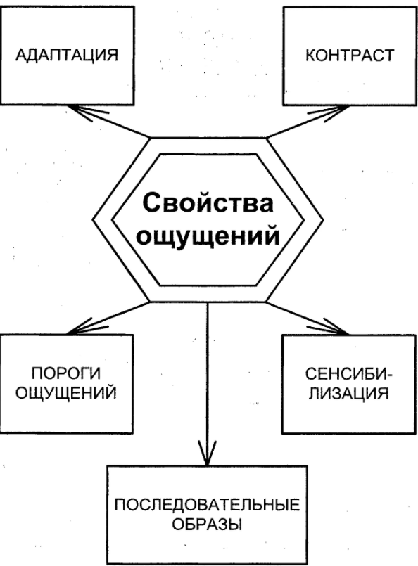 Восприятие и его свойства - Пороги чувствительности