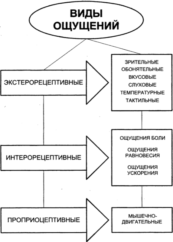 Восприятие зрительных образов - Функции зрительного восприятия