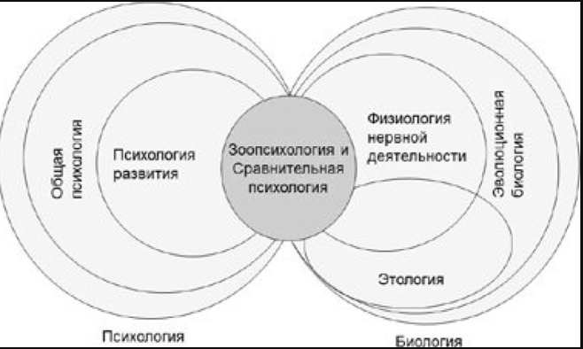 Зоопсихология - Основные области изучения психики