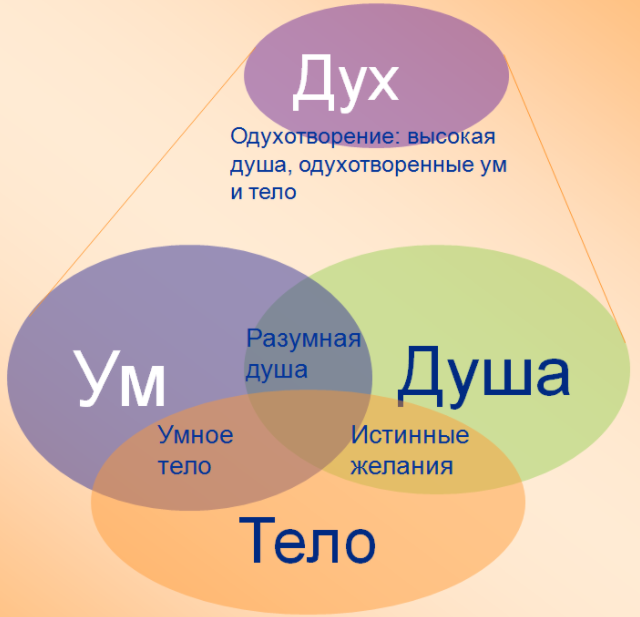 Душа – целесообразная основа человека - Специфика философского осмысления проблемы человека в философии