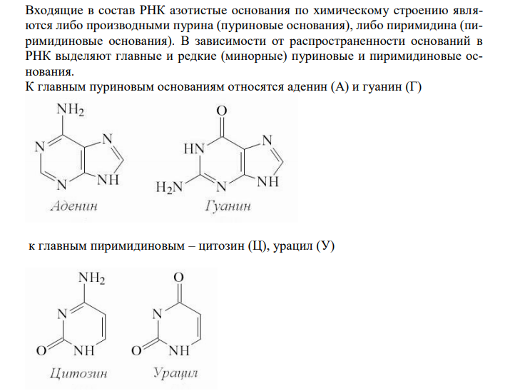  Входящие в состав РНК азотистые основания по химическому строению являются либо производными пурина (пуриновые основания), либо пиримидина (пиримидиновые основания).  