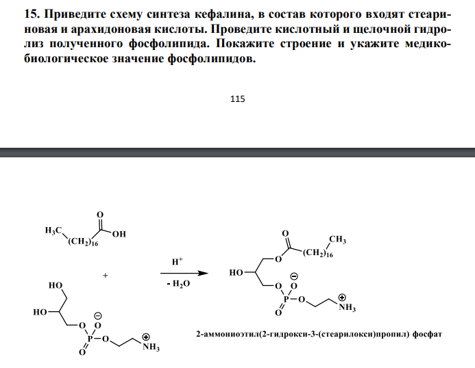  Приведите схему синтеза кефалина, в состав которого входят стеариновая и арахидоновая кислоты. Проведите кислотный и щелочной гидролиз полученного фосфолипида. Покажите строение и укажите медикобиологическое значение фосфолипидов. 