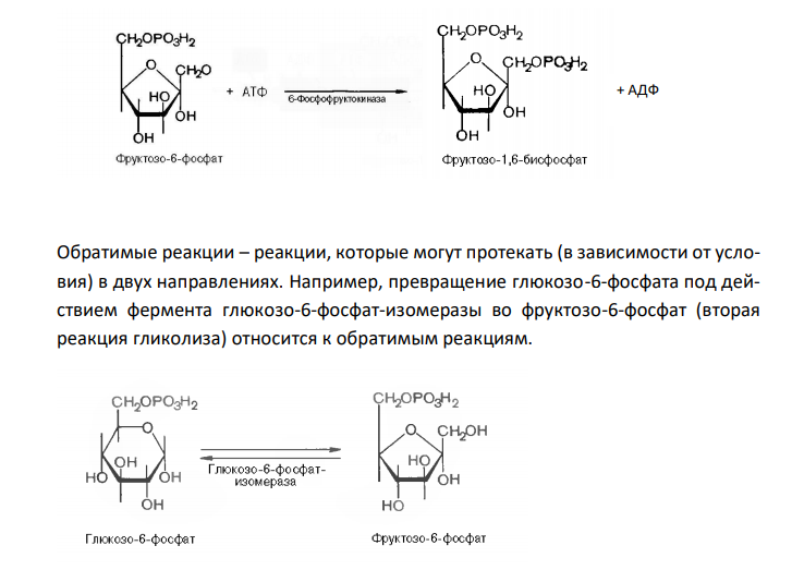  Объясните, что такое обратимые и необратимые, экзергонические и эндергонические реакции. Приведите примеры этих реакций из цикла Кребса или гликолиза. 