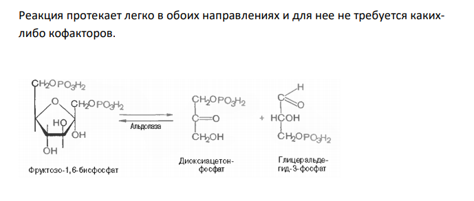  Объясните, что такое обратимые и необратимые, экзергонические и эндергонические реакции. Приведите примеры этих реакций из цикла Кребса или гликолиза. 