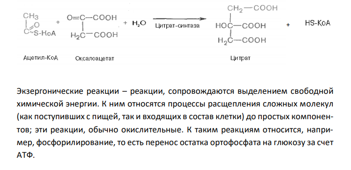  Объясните, что такое обратимые и необратимые, экзергонические и эндергонические реакции. Приведите примеры этих реакций из цикла Кребса или гликолиза. 