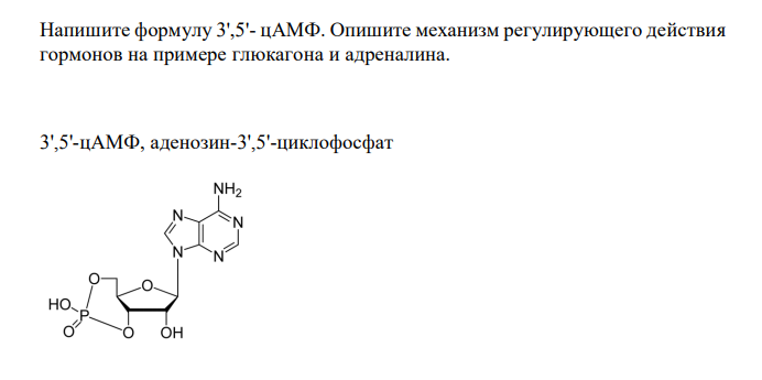 Напишите формулу 3',5'- цАМФ. Опишите механизм регулирующего действия гормонов на примере глюкагона и адреналина.