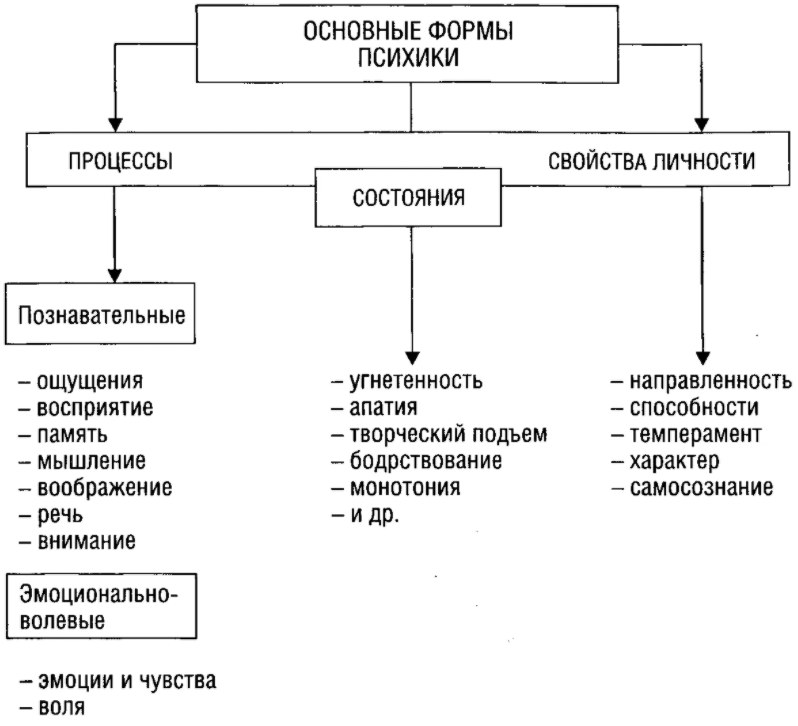 Физиологические основы речи - Структура речевого аппарата