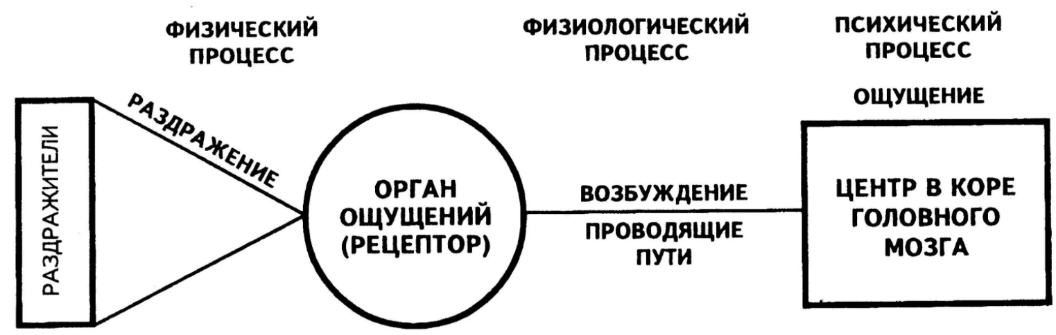 Физиологические основы восприятия - Физиологическая основа восприятия. Отличие восприятия от ощущения