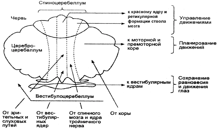 Афферентные и эфферентные нервные проводники и их роль в психологии - Структура нейрона