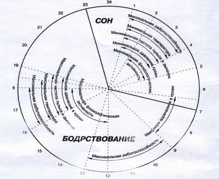 Эмоционально-волевой потенциал и гигиена умственного труда руководителя - Гигиена умственного труда руководителя