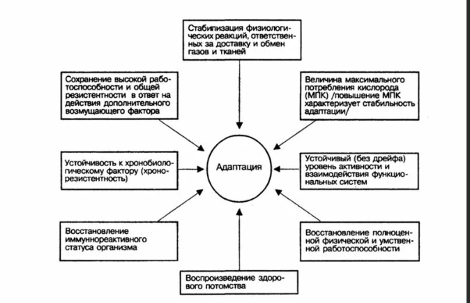 Адаптация личности - Понятие "адаптация" в психолого-педагогических исследованиях