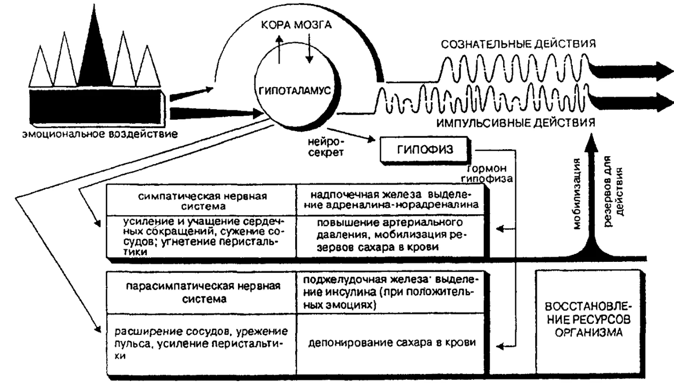 Роль эмоций в управлении человеческим поведением - Эмоциональная сфера человека и ее проявление в поведении