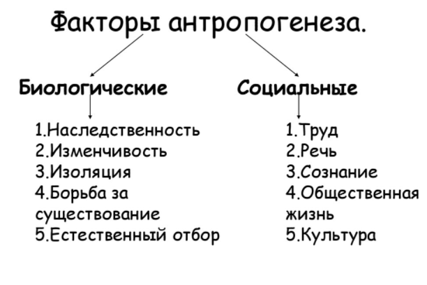 Философия археоавангарда в исследовании феномена человека - Понятие  антропогенеза