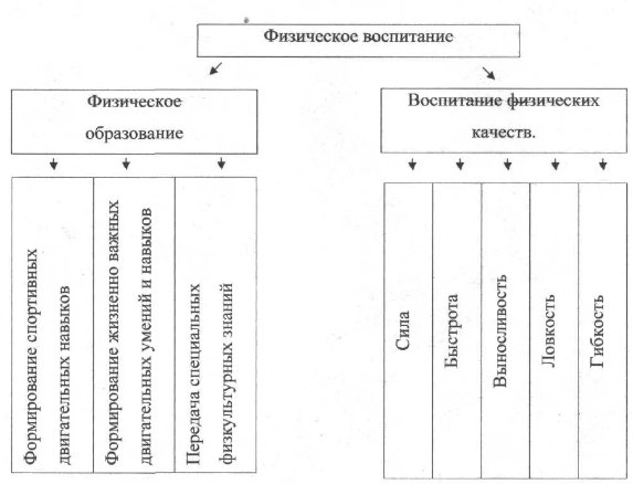 Связь физической культуры с эстетическим воспитанием