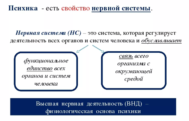 Взаимосвязь психики и нервной системы