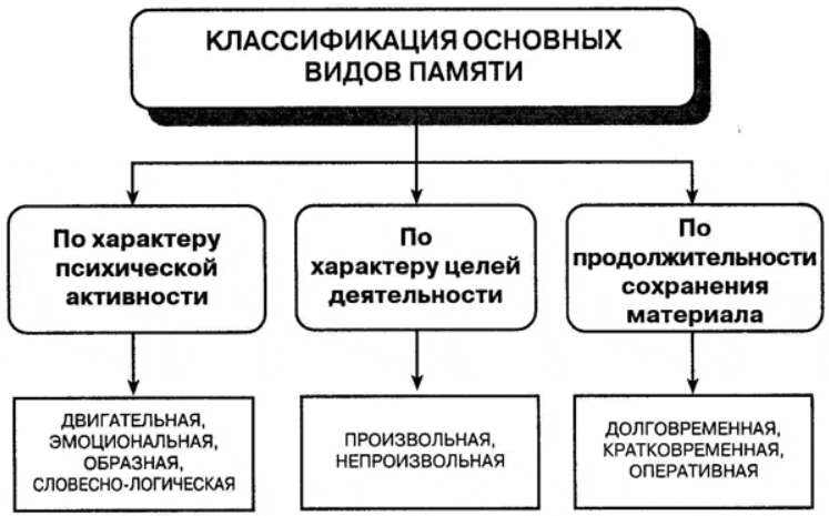 Память: сущность, основные виды и пути развития - Виды памяти