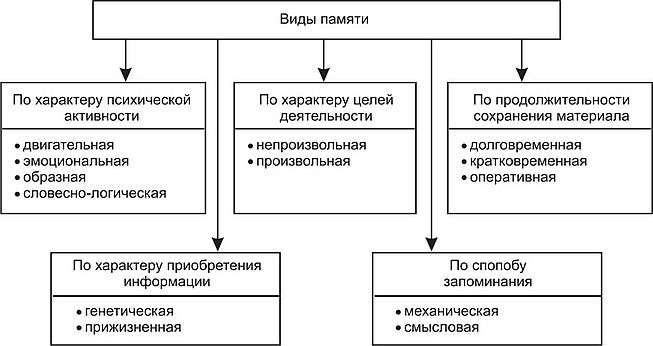 Психофизиология памяти - физиологические теории и биохимические исследования памяти