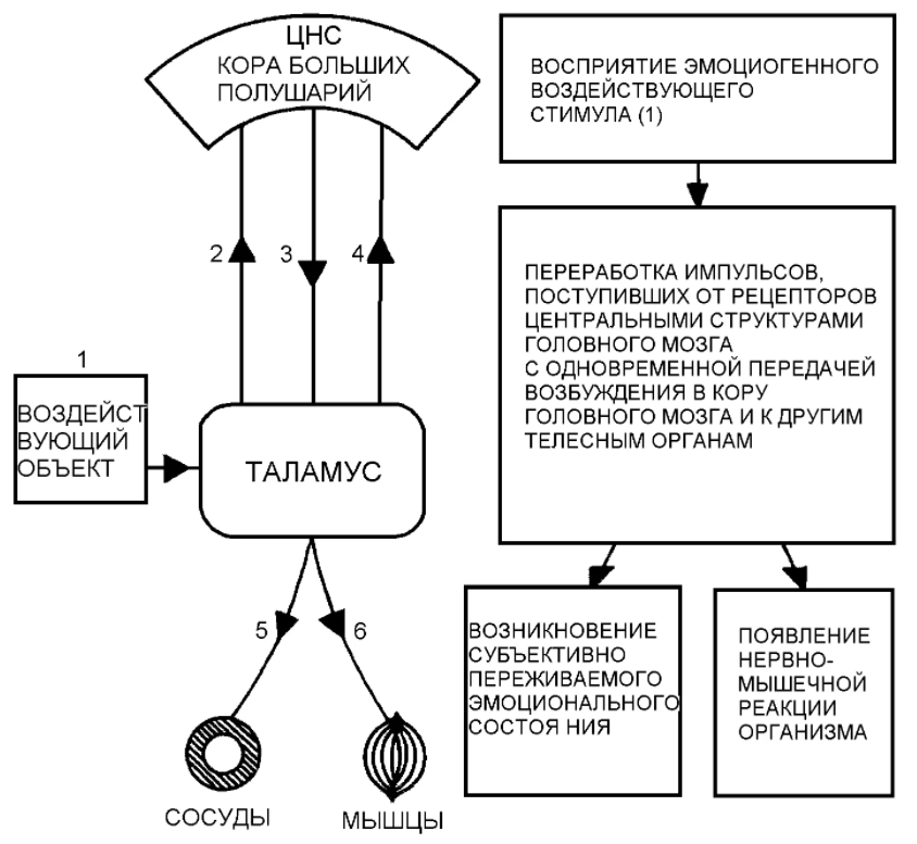 Психофизическая и психофизиологическая проблемы. Физиология активности - Психоанализ