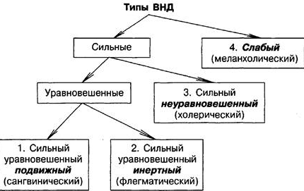 Психика и высшая нервная деятельность - Нервная система человека